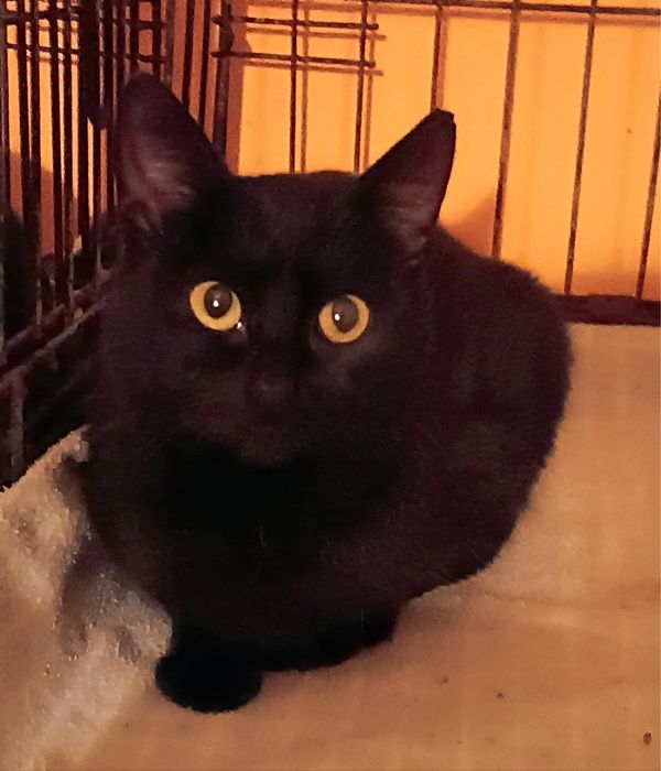 2 Gatas pretas Juvenis para Adoção!