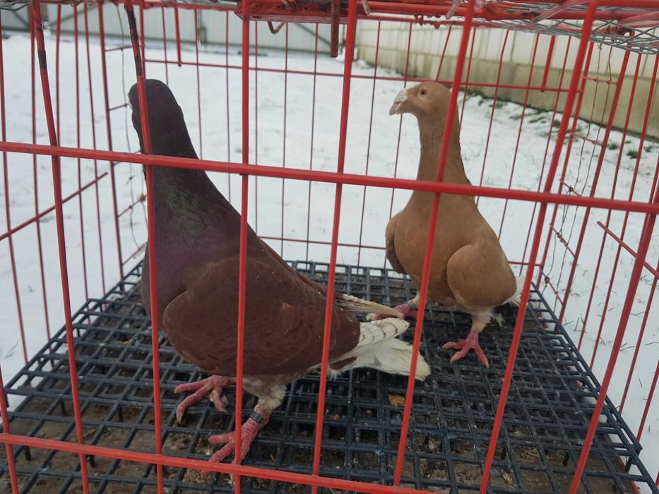 Gołębie Rzeszowskie