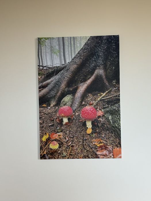 Foto obraz amanita muscaria  - muchomor czerwony 60x40