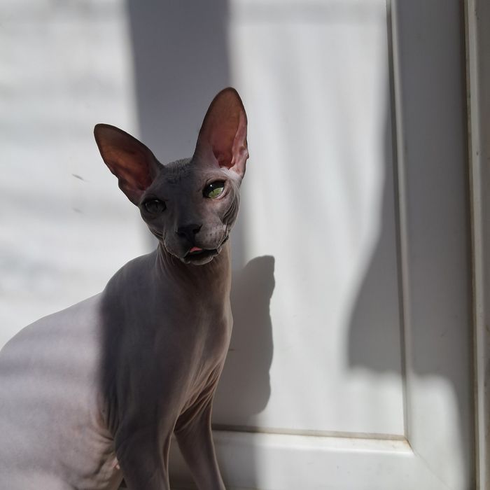 СРОЧНО ! Наша Кошечка ищет котика.