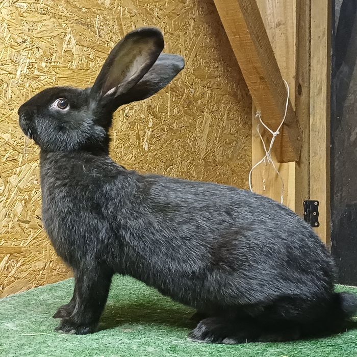 Samiczka Olbrzym Srokacz Czarny .