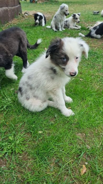 Border Collie suczka blue merle