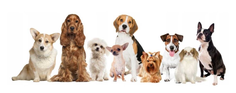 Sucha Karma dla Psa EMPIRE Szczeniak 2kg Małe i Średnie Rasy Hipoalerg