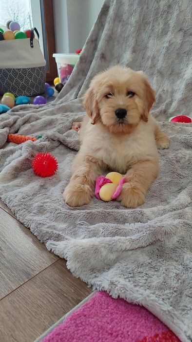Goldendoodle F1 badania genetyczne