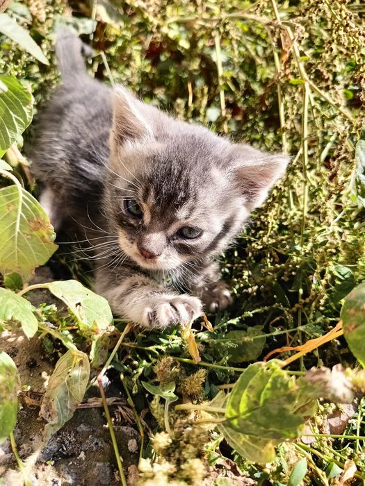 Котик в добрі руки