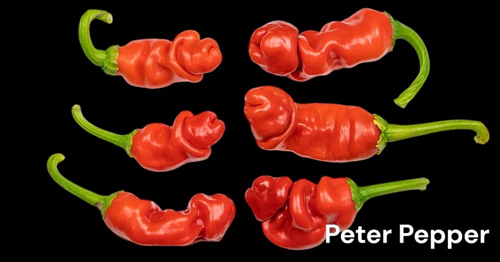 Vendo sementes de malaguetas/ pimentas com ofertas