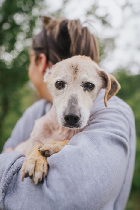Ofélia para adoção responsável