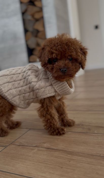 Poodle toy red brown
