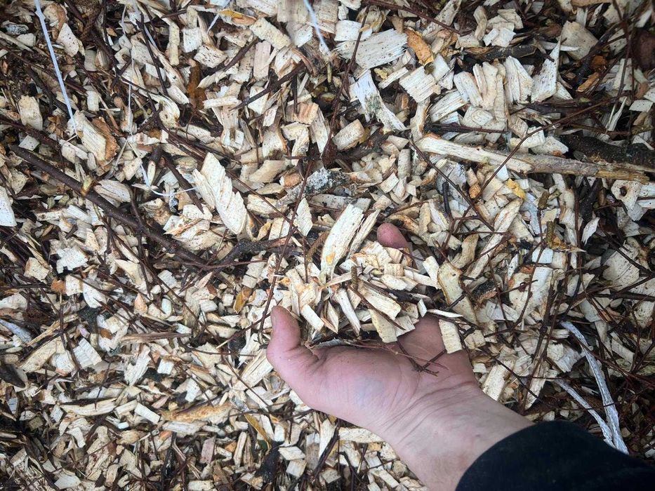 Wycinka drzew • Karczowanie działek • Frezowanie pni • Rębak