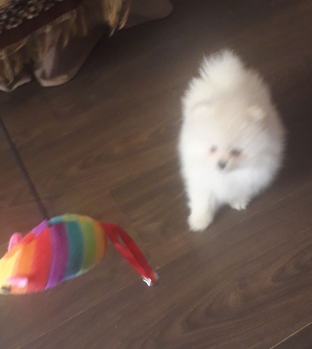 померанские шпицы