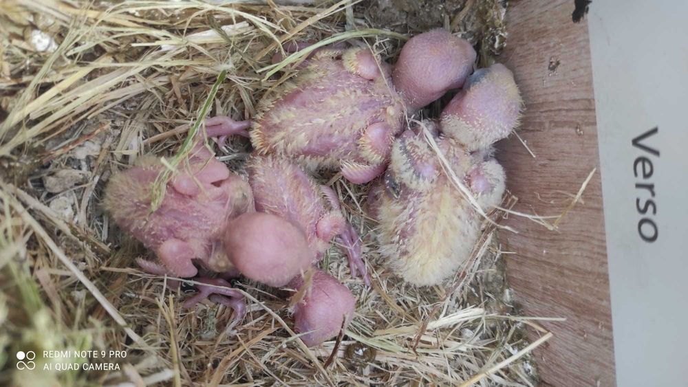 Aves para criar á mão