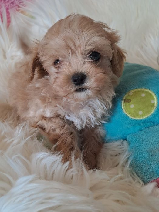 **PIKSEL*maltipoo piesek xxs do rezerwacji