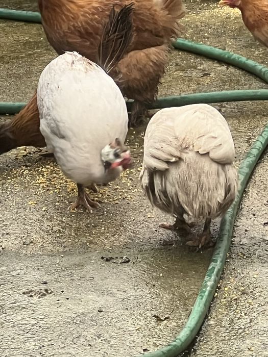 Fracas/Galinhas de Angola