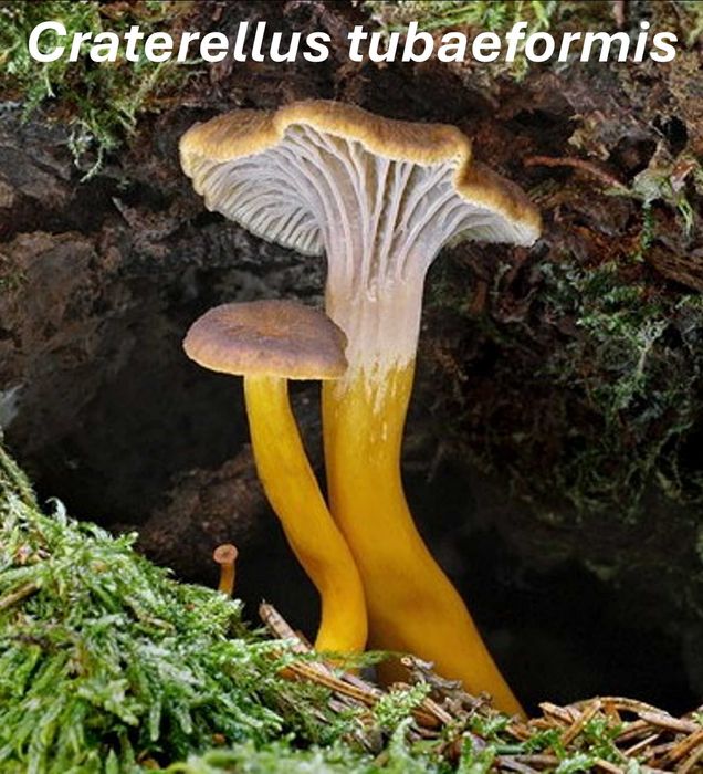 Cogumelos silvestres desidratados