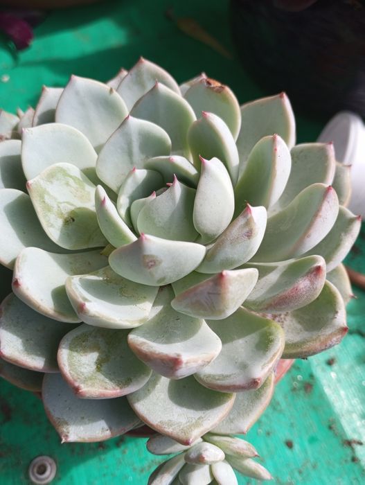 Suculentas disponíveis para entrega  1,50€ e2,50€