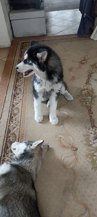 Śliczna Husky niebieskooka