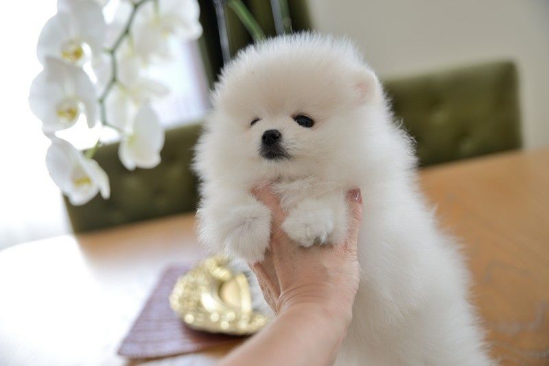 Pomeranian chłopak jasny krem Carlos