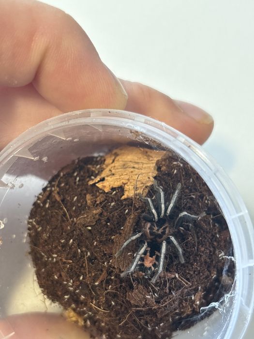 Cyriocosmus  leetzi i elegans samce dorosłe