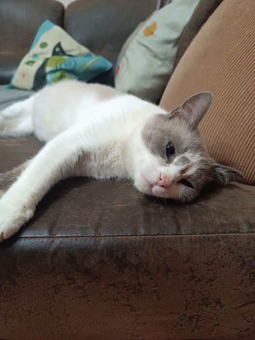 Ласковая кошечка в добрые руки