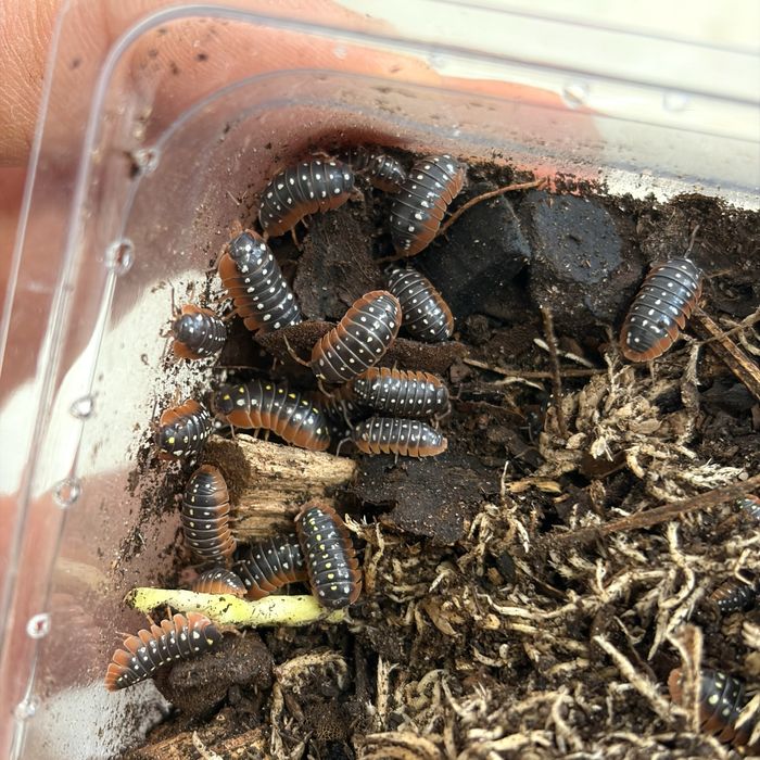 Isopody Armadillidium klugii Montenegro równonogi, ekipa sprzatajaca terrarium