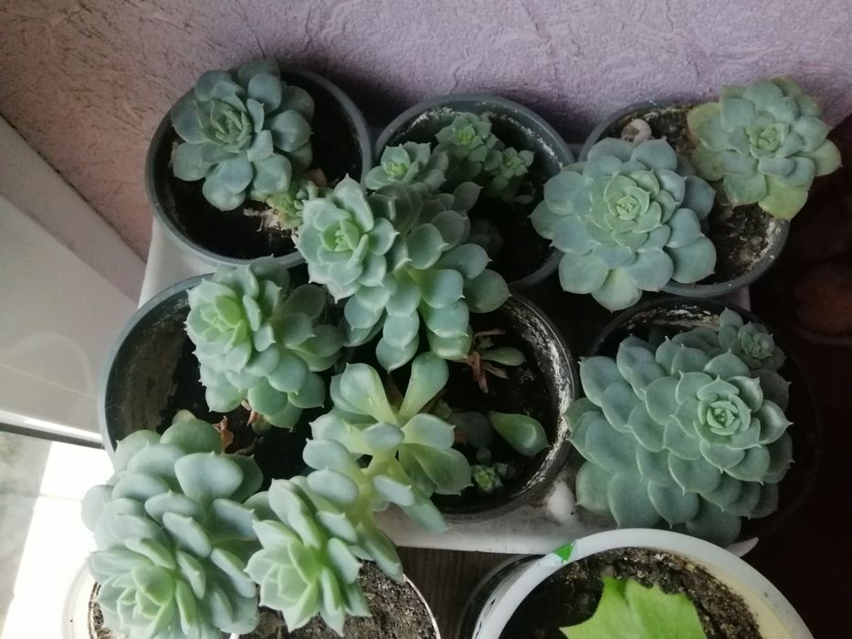 Суккулент кам яна  роза