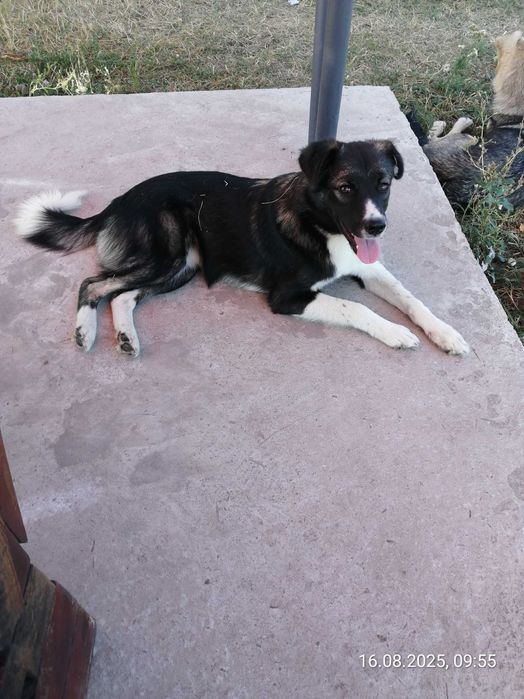 Щенки. 2 девочки. Дніпро