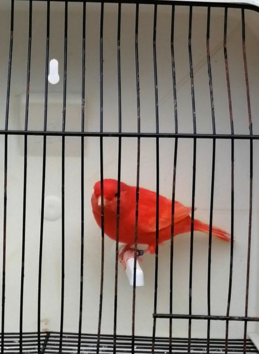 Canários Lip. Vermelho I/N ENTREGAS CENTRO/NORTE País Outubro