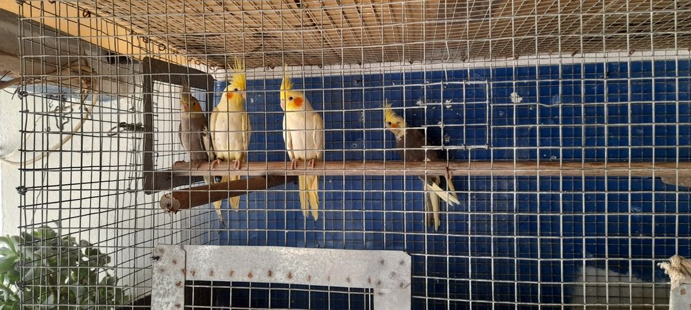 Caturras lutinas pérola