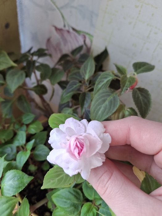 Бальзамін квітуча рослина