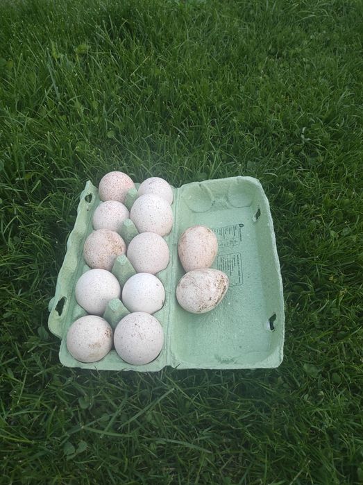 Indyki, indor, indyczka