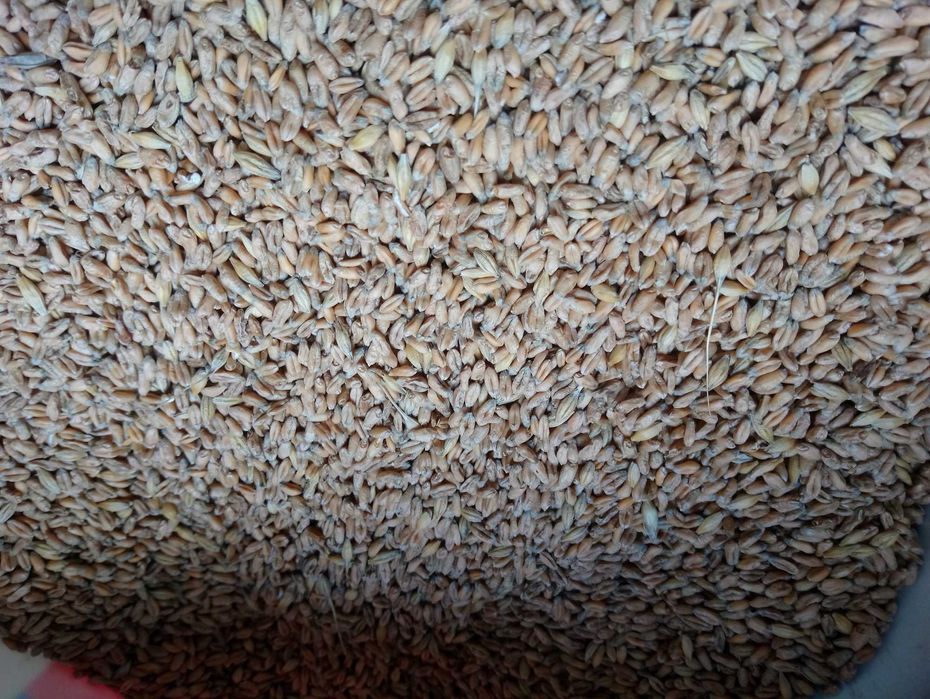 Pszenica ekologiczna jara Monsun. Sprzedaż jedynie wysyłkowa!!!