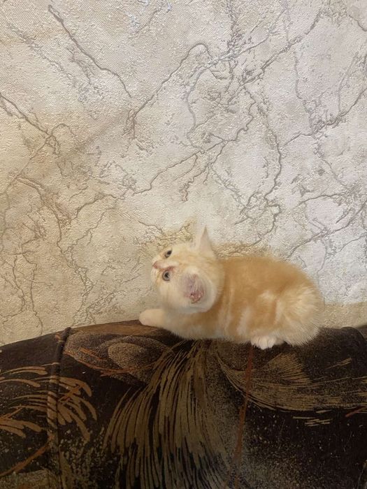 Скоттиш ( фолд )