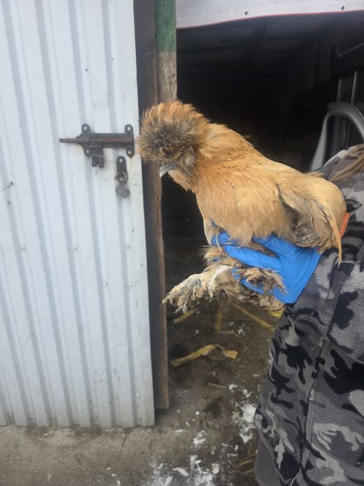 Kury rosy kury silki kury araukany naturalne ekologiczne kury