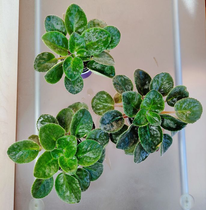 Квітуча фіалка сенполія чернильная фиалка фиолетовая сенполия в горшке