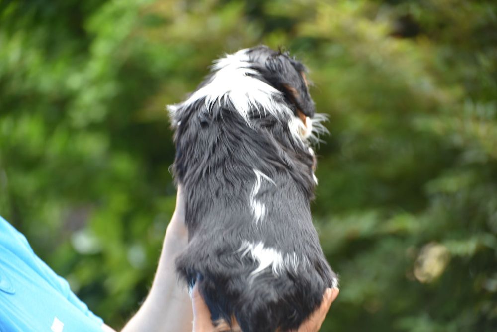Piesek cavalier rodowód ZKwP/FCI