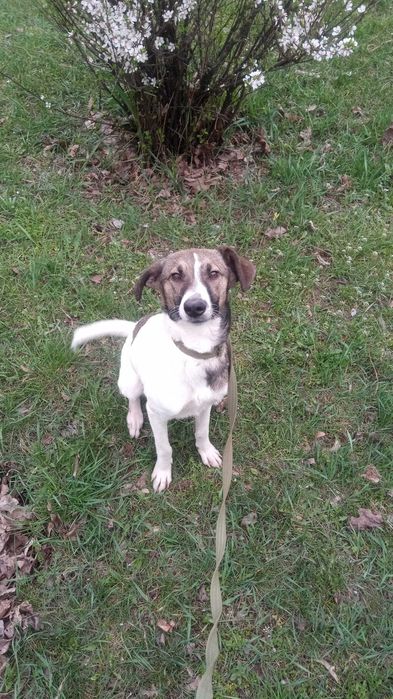 Отдам собаку в хорошие руки