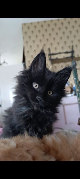 Мейн-кун, дівчинка