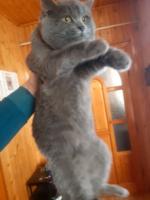 Для в'язки Шотланський Кіт Скоттіш-страйт .