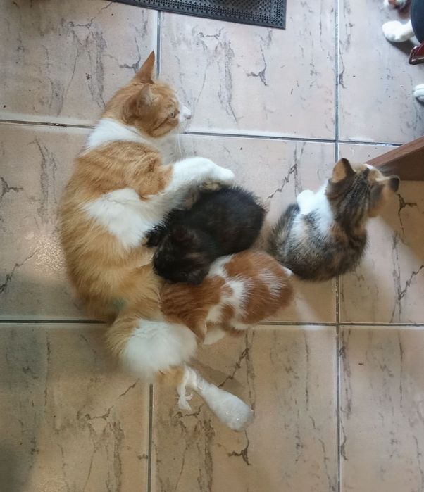 Віддам кошенят у добрі руки