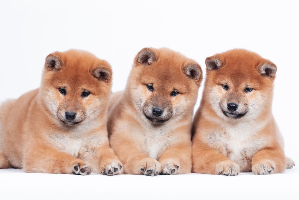 Шиба іну/ шиба ину / Shiba