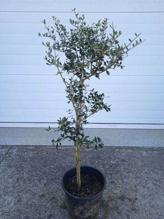 Vendo oliveiras bonitas para jardim