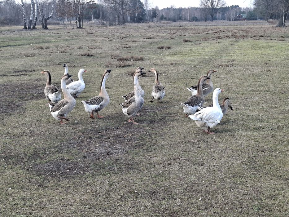 Koguty,kaczory,kaczki,gąsior