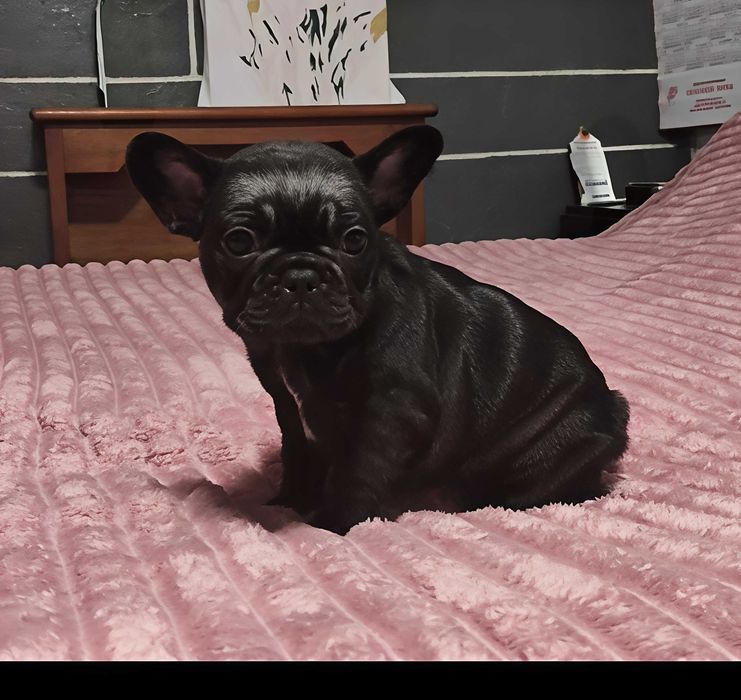 Bulldogue Francês Preto