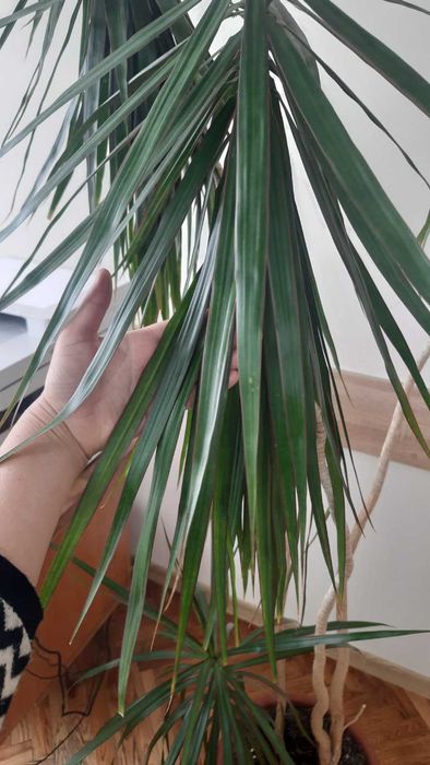 Драцена Маргіната