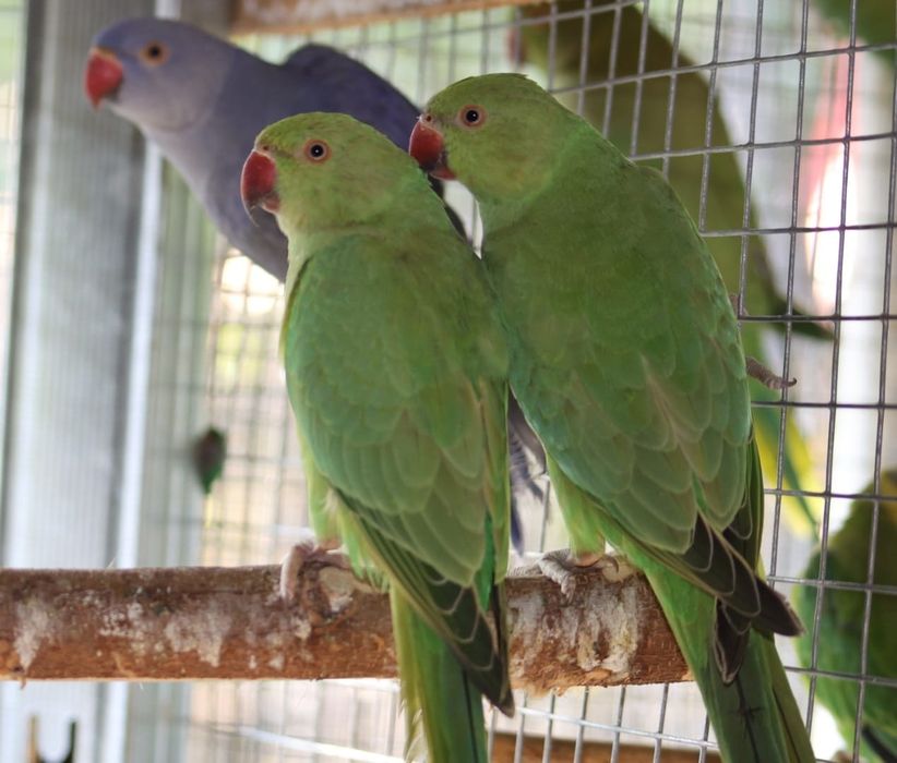 Aleksandretta aleksandretty mlode 25r zielone żółte niebieskie