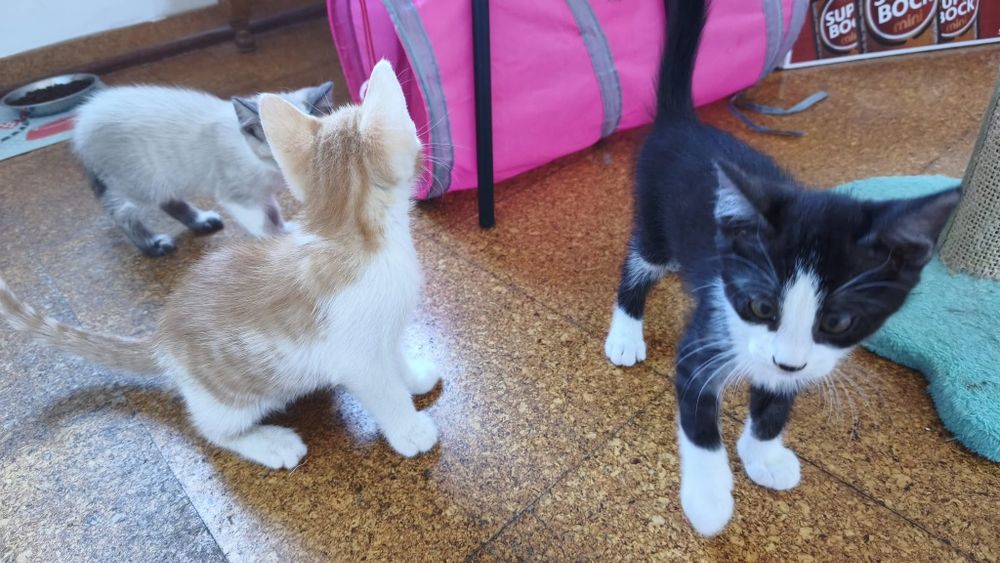 Oliver disponível para adoção