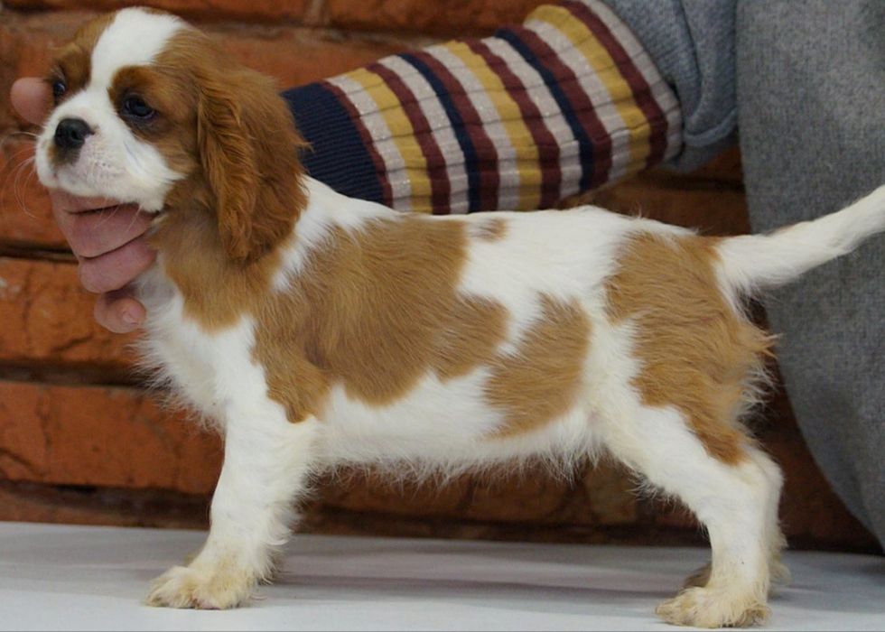 Кавалер Кинг Чарльз Спаніель КСУ