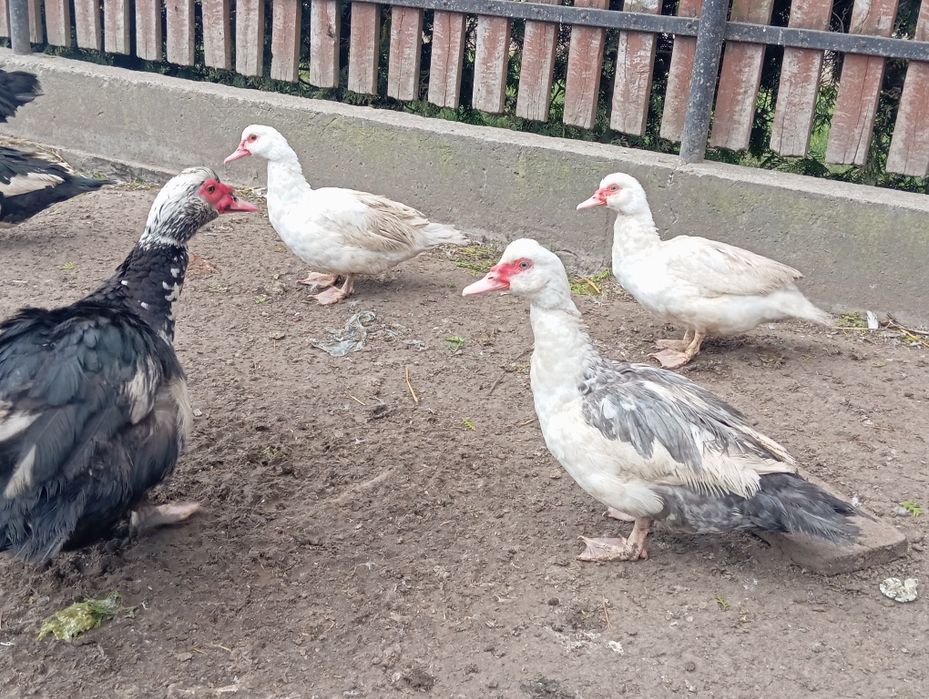 Kaczki, Kaczory , gęsi, indyki