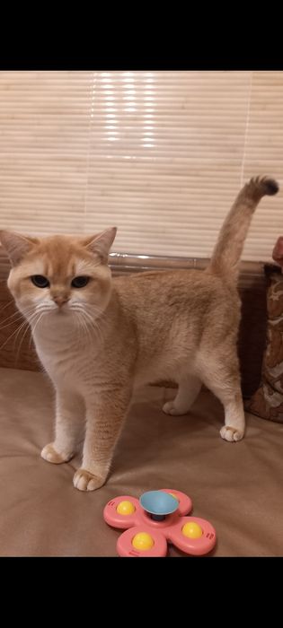 Золотая британская семья