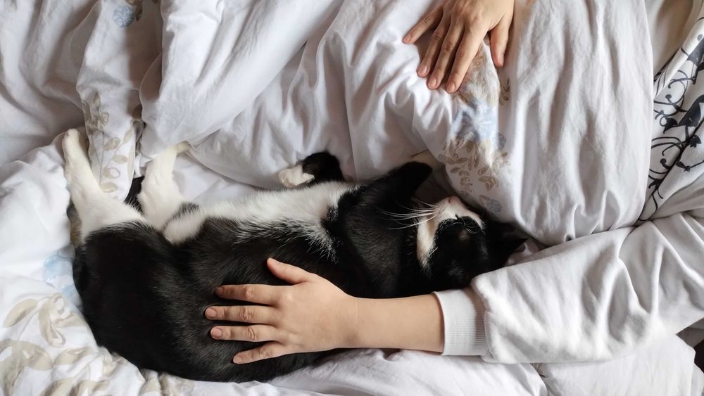 Piękny kocurek bardzo potrzebuje domu !